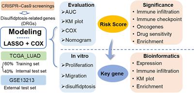 Frontiers Identifying And Assessing A Prognostic Model Based On Disulfidptosis Related Genes